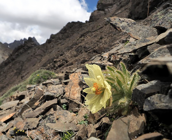 Meconopsis_uniflora