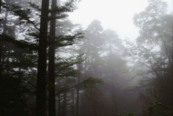 煙雨比叡の樹林